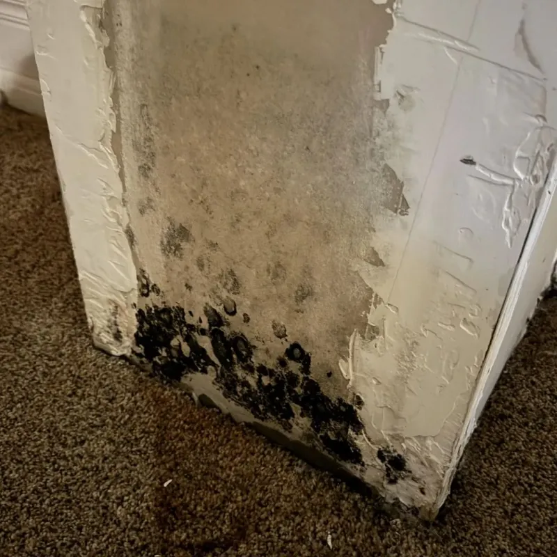 Professional Mold Removal in Adams County, OH